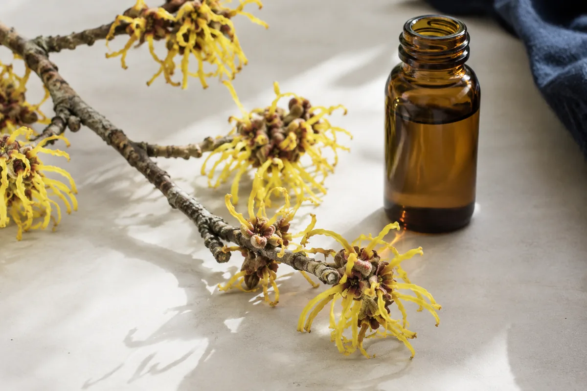 A witch-hazel twig with narrow yellow petals beside an unlabelled amber bottle